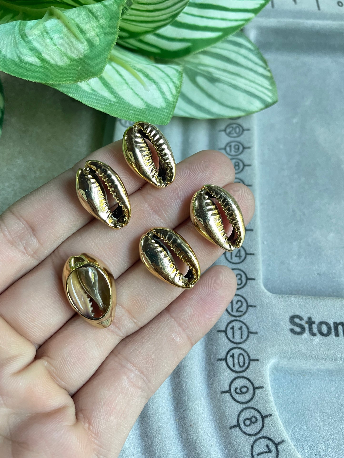 Caracol natural con baño de oro